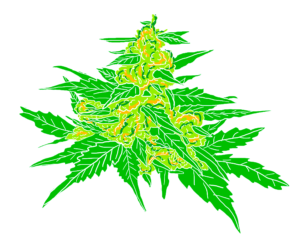 CANNABIS, WAX Y OTRAS EXTRACCIONES: LÉASE BIEN ANTES DE USAR 1 WAX ilust 1