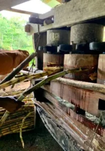 Artículo Viche y tragos artesanales 1 1viche destilado patrimonial del pacifico