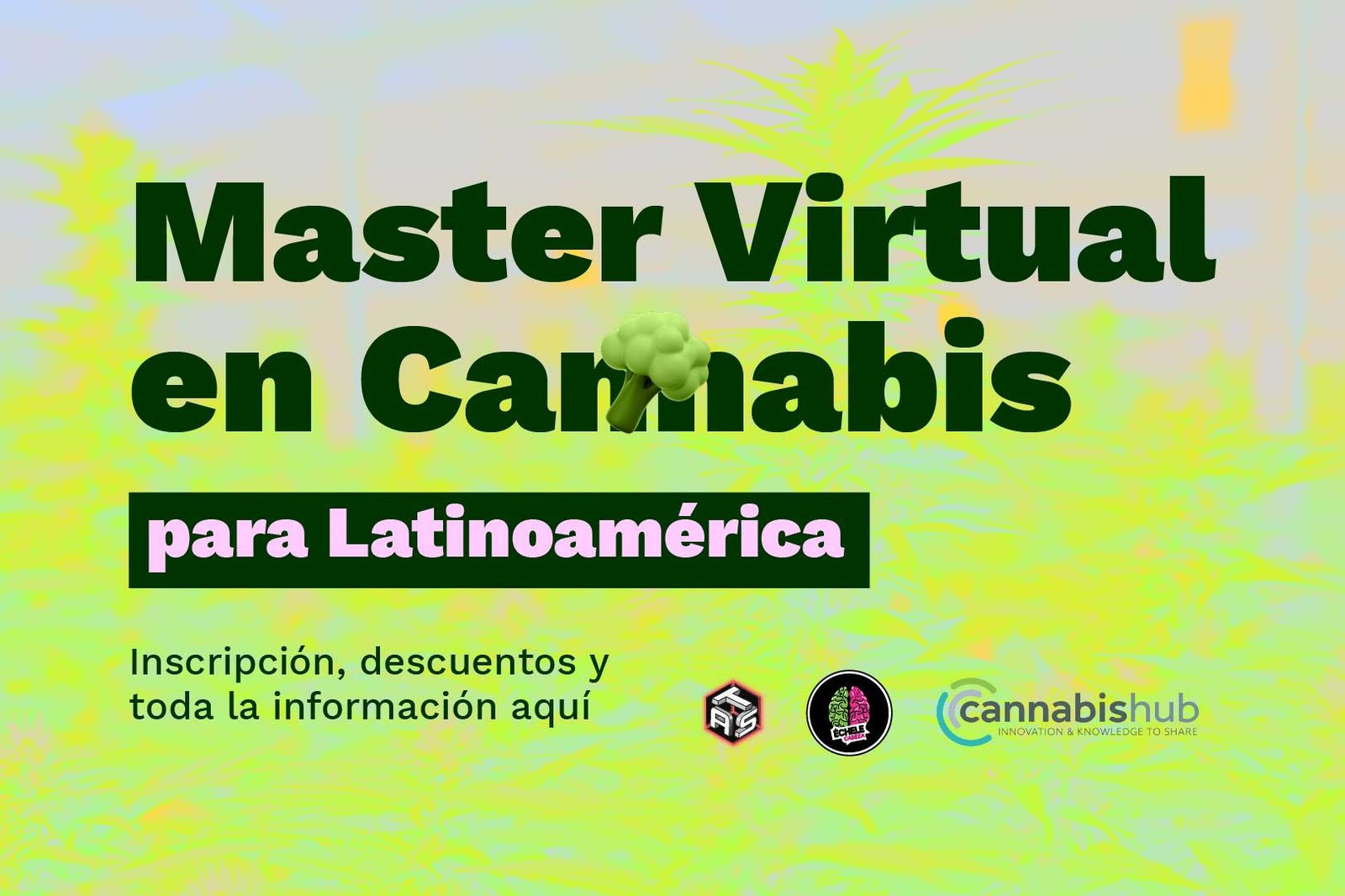 MasterCannabis Web