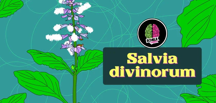 Salvia_bannerweb