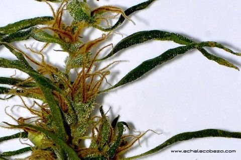 maryjane-tag-3