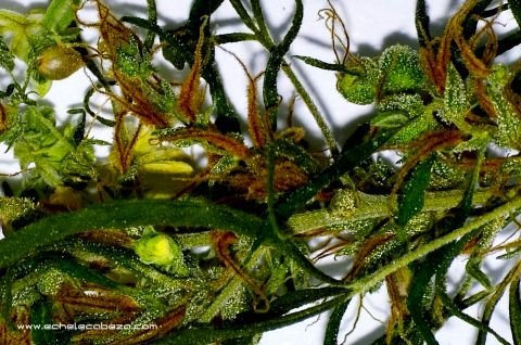maryjane-tag4-color