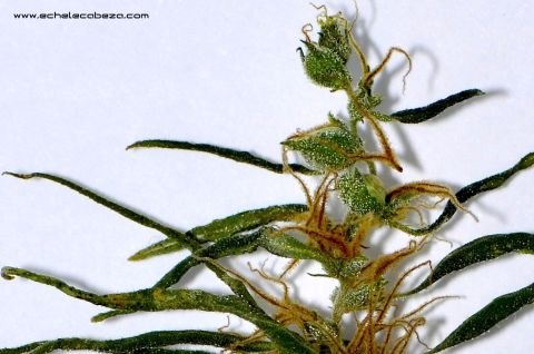 maryjane-tag-2