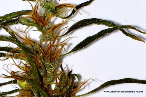 maryjane-tag-3-color