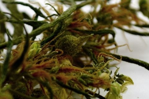marihuana-shoot-by-vlado-montes